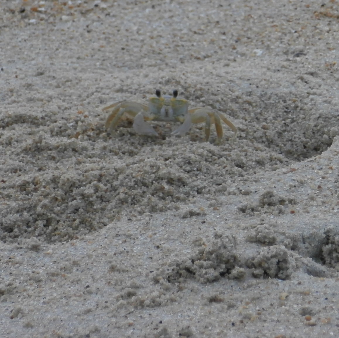 Sand Crab - Beach, Outer Banks, North Carolina