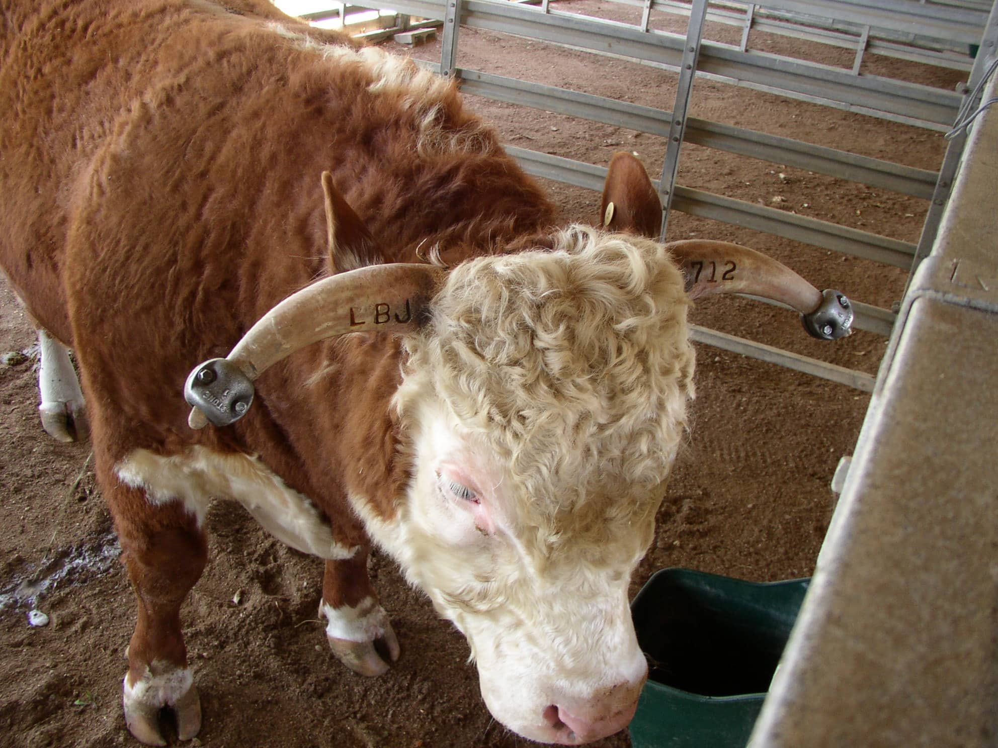 Cow at the LBJ Ranch - Texas
