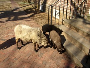 Sheep at Washington's Birthplace - Westmoreland, Virginia