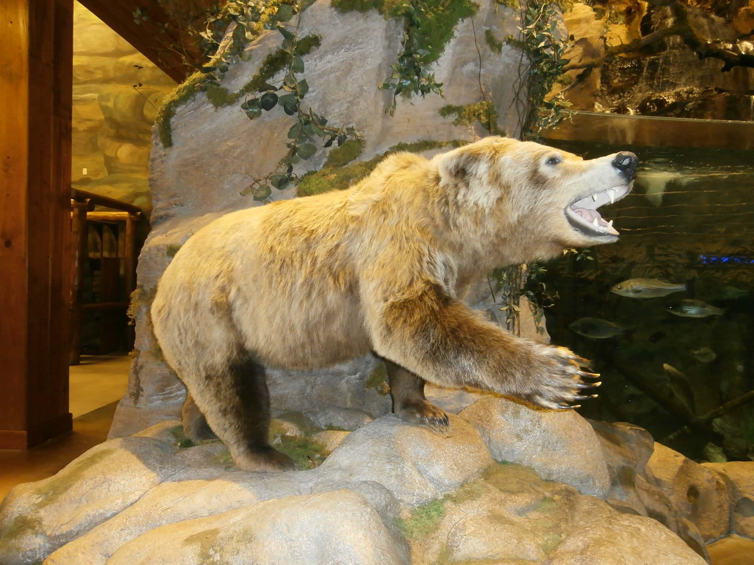 Bear (stuffed) at Bass Pro Shop