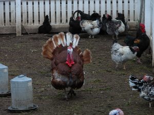 Chickens and a Turkey, Shaker Village, Harrodsburg, Kentucky