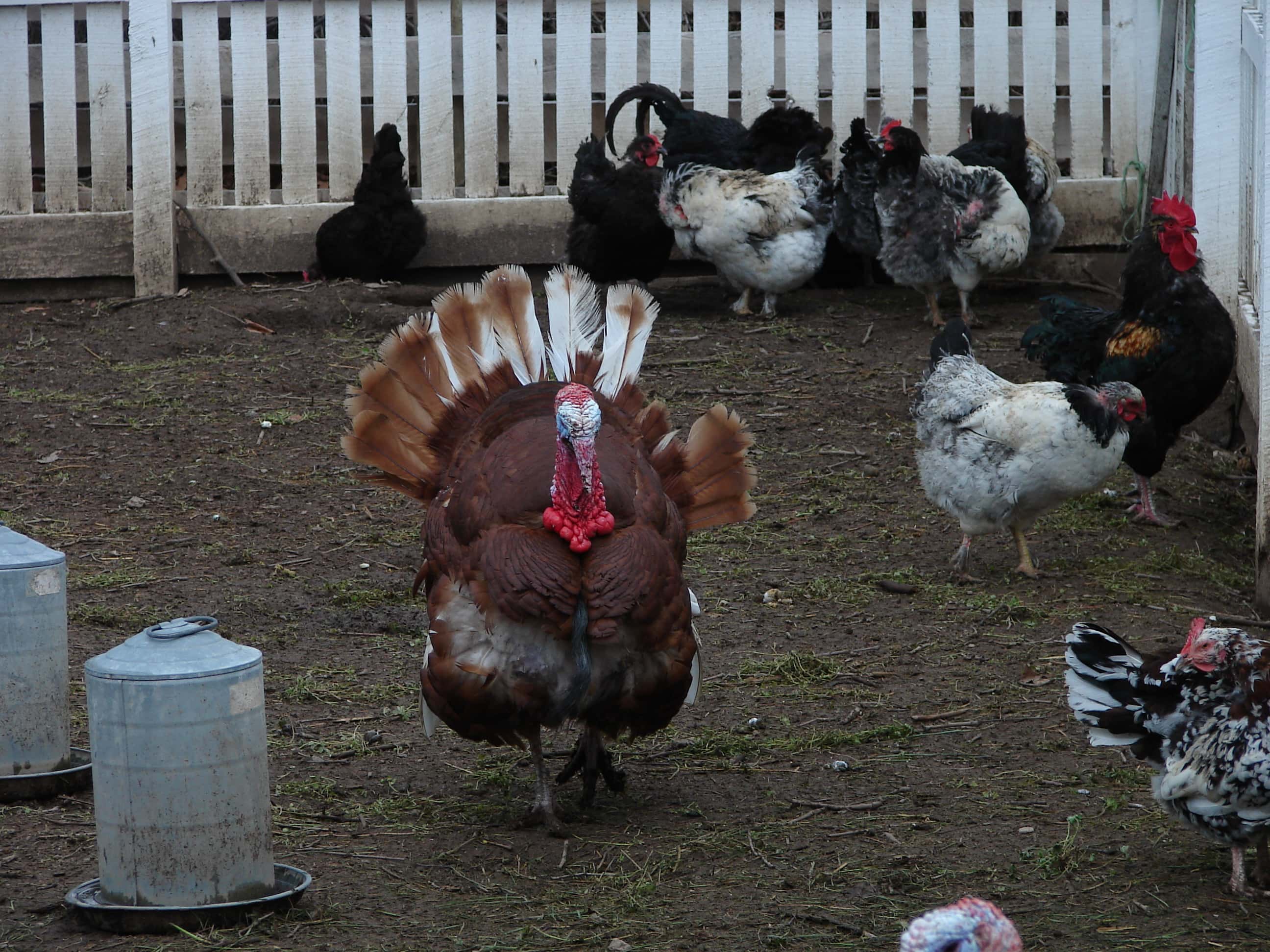 Chickens and a Turkey, Shaker Village, Harrodsburg, Kentucky