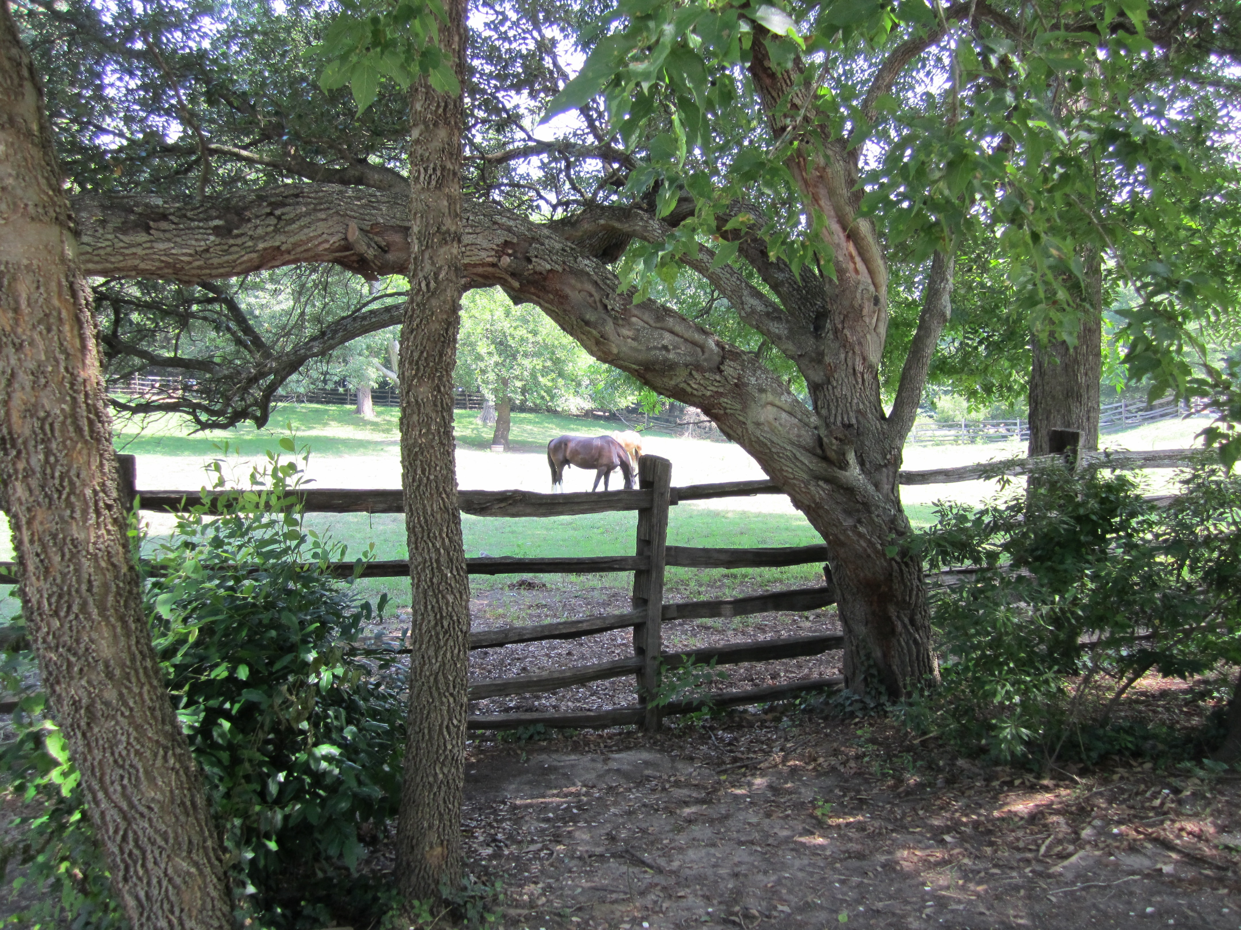 Horse in field at Williamsburg, Virginia