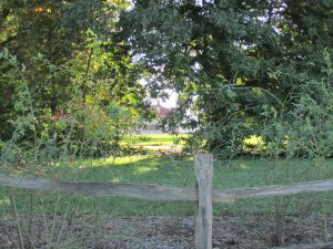 View of Mount Vernon from the trees