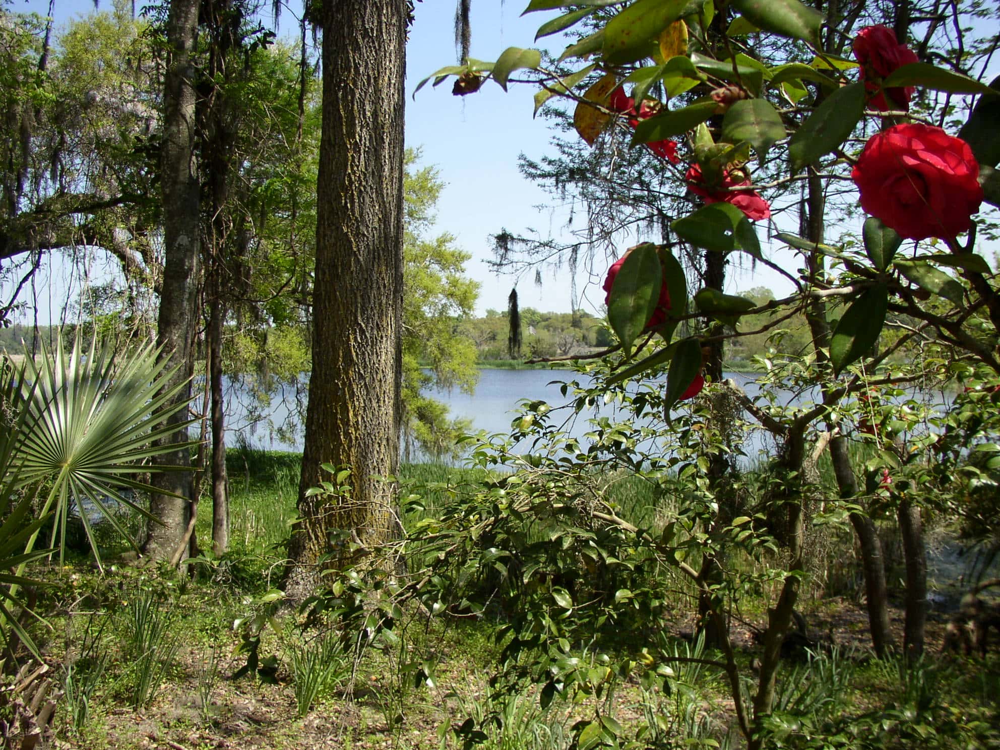 Magnolia Plantation, South Carolina